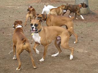 Female boxers hot sale for sale