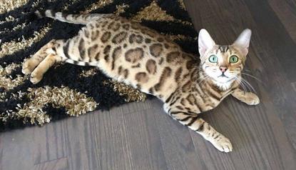 Asian sales leopard bengal