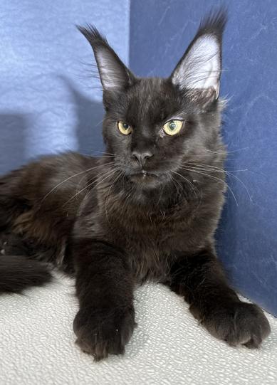 Maine Coon Kittens