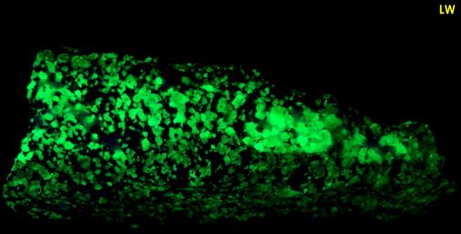 fluorescent green WILLEMITE, FRANKLINITE, CALCITE, ZINCITE - Franklin Mine, Franklin, Franklin Mining District, Sussex County, New Jersey, USA - Franklinite and Zincite type locality