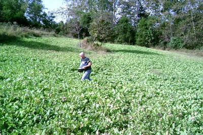 planting food plots