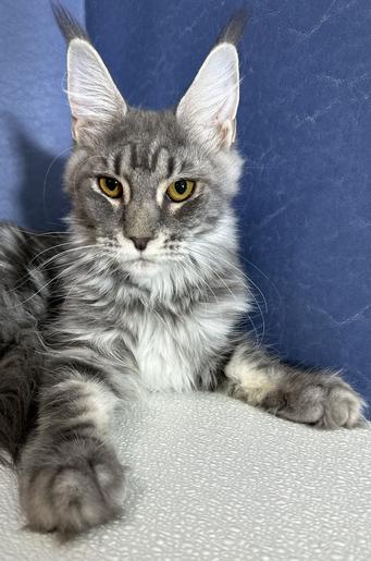 Maine Coon Kittens for Sale - Dark Paws Maine Coon Kittens