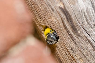 Carpenter Bee Infestation