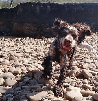 Cocker Spaniel Dog walking parks near me