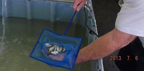 A net full of Blue tilapia fingerlings.
