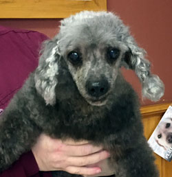 Poodle shelter hot sale