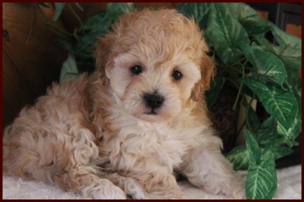 Poochon puppy for sale near me