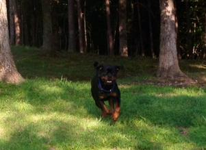 WESTERN FAMILY RANCH ROTTWEILERS for sale Buying a Puppy German AKC Middle TN Nashville Memphis ...