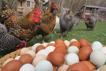 Backyard Chickens producing your own eggs