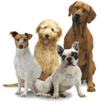 How to become a member at Western Waukesha Dog Training Club