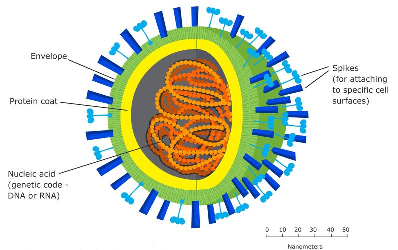 viruses bateria protists