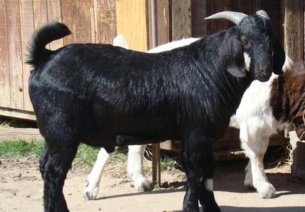 black boer goats for sale