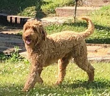 Labradoodle Breeders - Green Gables Labradoodles - East Coast - South ...