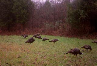 kentucky turkey hunting