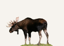 Hunting Moose Montana