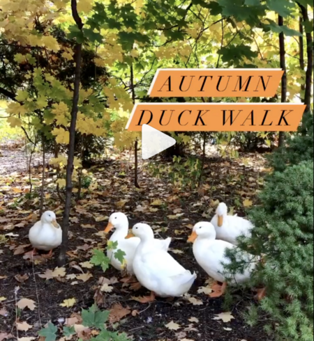 Backyard Ducks take a walk in autumn