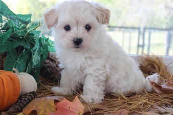 Rolling Meadows Puppies - Maltipoo, Puppies, Puppies for Sale