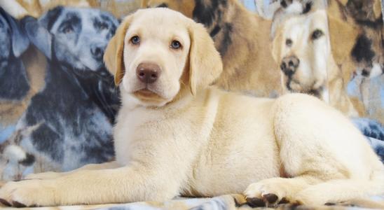 yellow lab puppy for sale