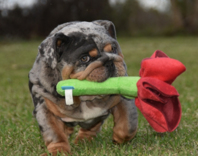 Blue english bulldog