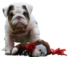 Brindle merle english bulldog