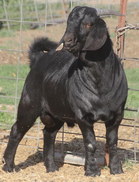 black boer goats for sale