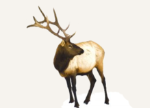 Hunting Elk Washington