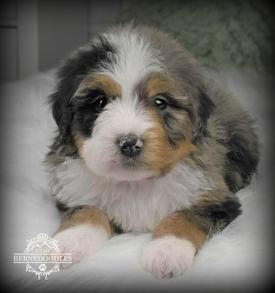 Tricolor Bernedoodle