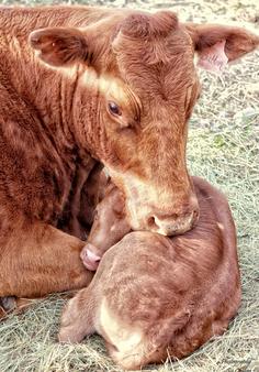 Cute mother cow and calf