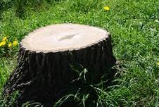 Grimsby Stump removal, close up of stump