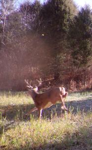 spooked buck