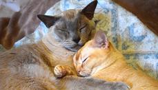 How to Train a Cat - 5 Point to Remember