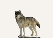 Hunting Wolf Bulgaria