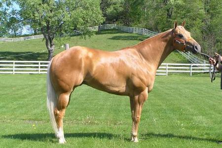 Horse-Boarding-Virginia.jpg