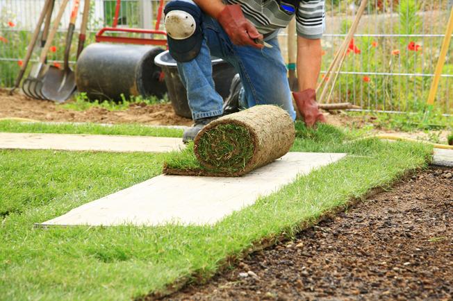 Guy Laying Sod