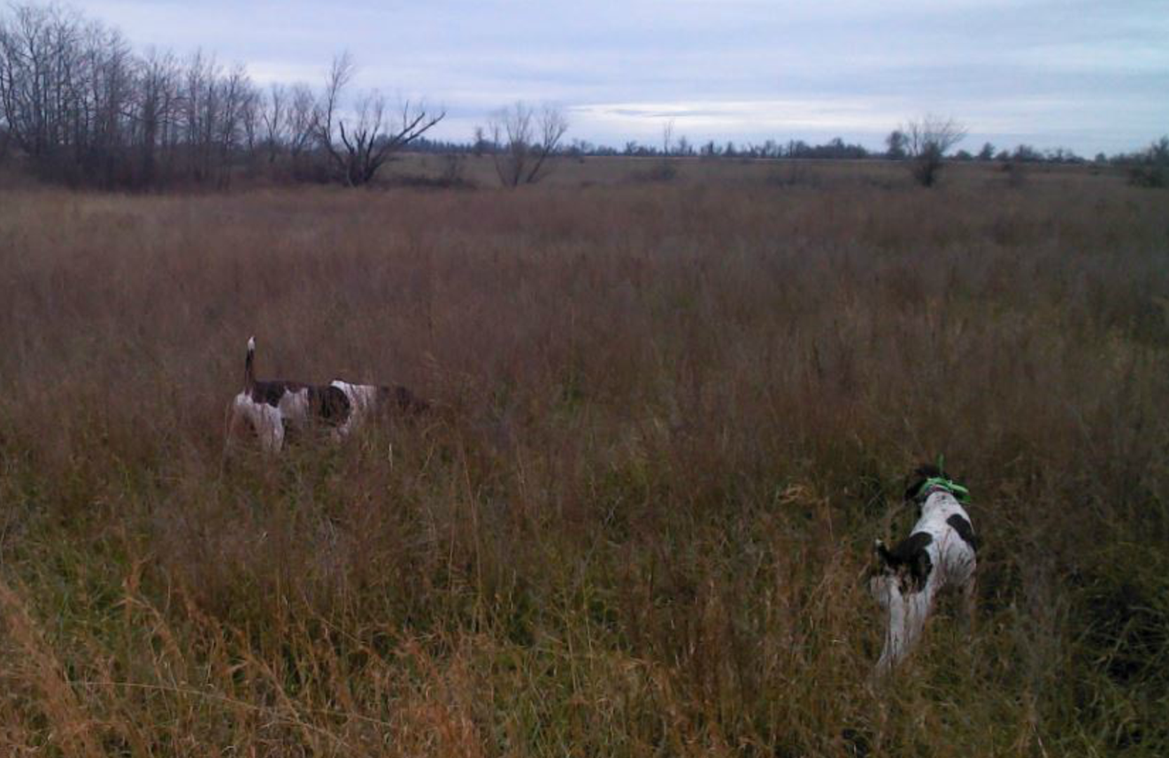 Straight creek outlet kennels