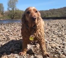 Golden Cocker Spaniel