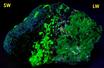 fluorescent WILLEMITE, HYDROZINCITE, CALCITE, FRANKLINITE and ZINCITE - Sterling Mine, Sterling Hill, Ogdensburg, Franklin Mining District, Sussex County, New Jersey, USA – Franklinite and Zincite type locality - for sale