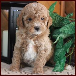Rolling Meadows Puppies Bichonpoo puppy