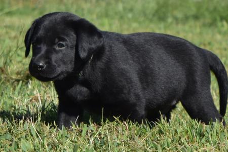 labrador puppies for sale