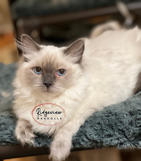 Ragdoll Kittens for sale