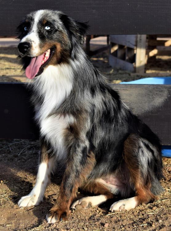 Australian shepherd