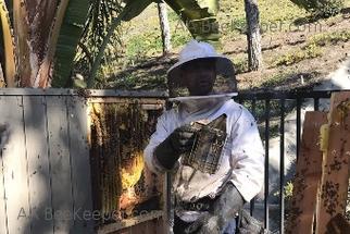 Escondido Bee Removal - Bee Keeper