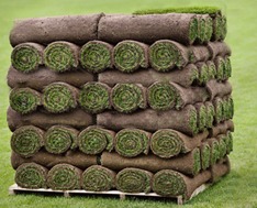 Fresh sod for sod installtion in Oakville
