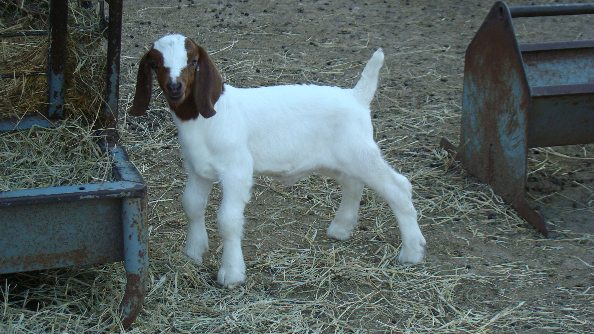 baby boer goats