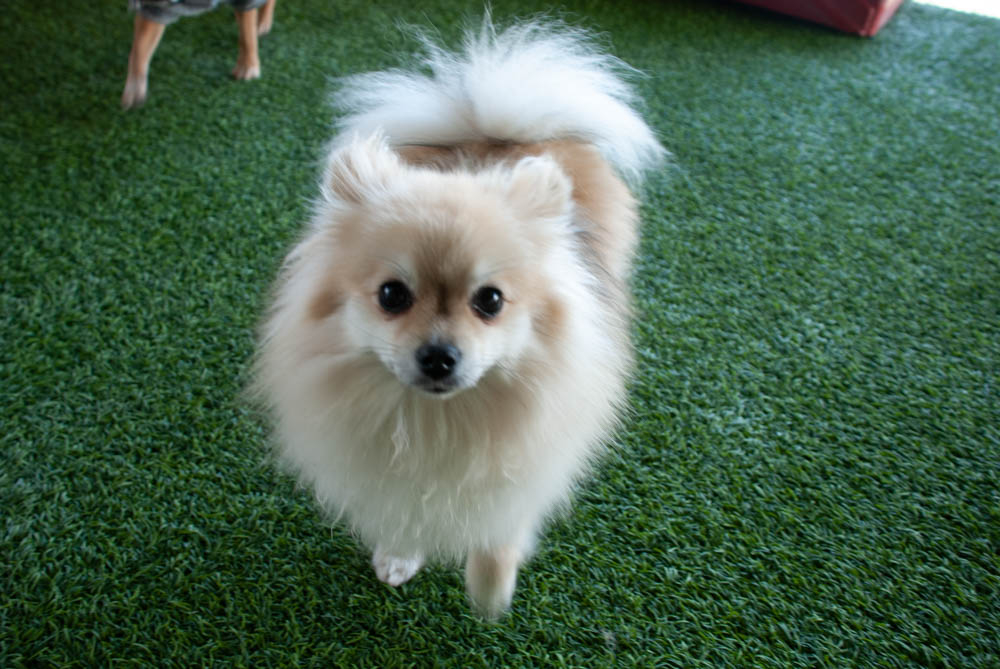 Dog Day Care, Boarding Noda Bark And Board Charlotte, Nc