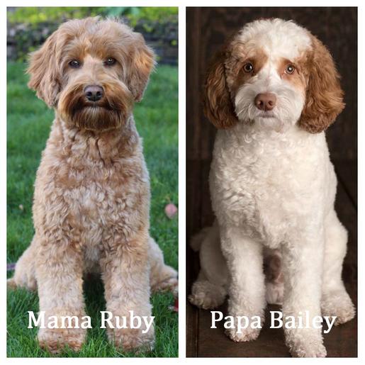 Cherry Lane Labradoodles Puppies