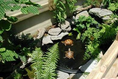 outdoor turtle pond