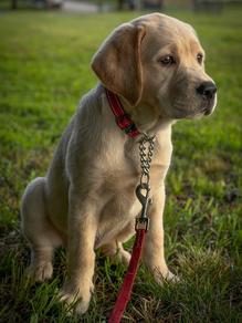 Great best sale bay labradors