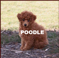 poodle maltipoo poochon bichpoo shichonpoo maltipoochon puppies for sale