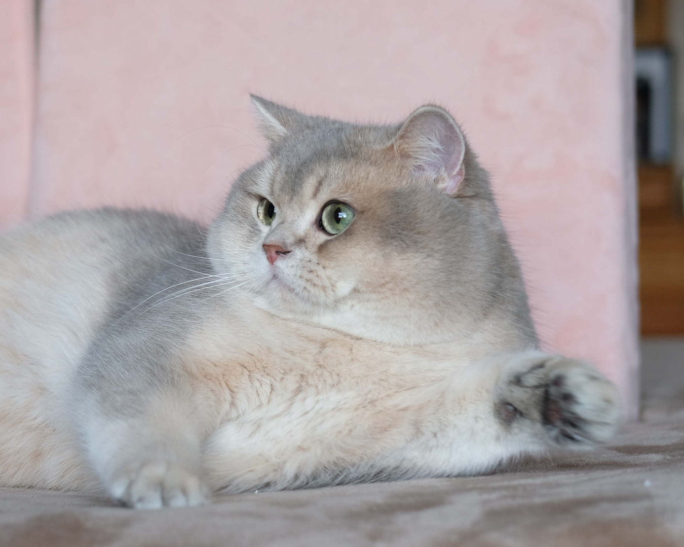 Silvertales Cattery British Shorthair Kittens For Sale